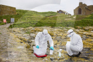 'We feel more prepared': Farne Islands face another season battling avian flu