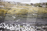 'We feel more prepared': Farne Islands face another season battling avian flu