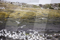 'We feel more prepared': Farne Islands face another season battling avian flu