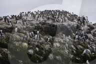'We feel more prepared': Farne Islands face another season battling avian flu