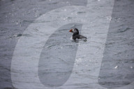 'We feel more prepared': Farne Islands face another season battling avian flu
