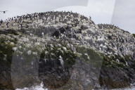 'We feel more prepared': Farne Islands face another season battling avian flu