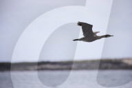 'We feel more prepared': Farne Islands face another season battling avian flu