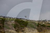 'We feel more prepared': Farne Islands face another season battling avian flu