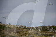 'We feel more prepared': Farne Islands face another season battling avian flu