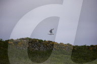 'We feel more prepared': Farne Islands face another season battling avian flu