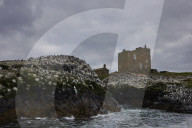 'We feel more prepared': Farne Islands face another season battling avian flu