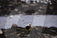 'We feel more prepared': Farne Islands face another season battling avian flu