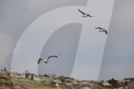 'We feel more prepared': Farne Islands face another season battling avian flu