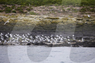 'We feel more prepared': Farne Islands face another season battling avian flu