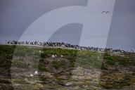 'We feel more prepared': Farne Islands face another season battling avian flu