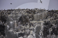 'We feel more prepared': Farne Islands face another season battling avian flu