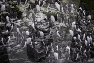 'We feel more prepared': Farne Islands face another season battling avian flu
