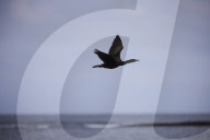 'We feel more prepared': Farne Islands face another season battling avian flu