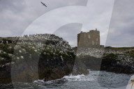 'We feel more prepared': Farne Islands face another season battling avian flu