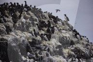 'We feel more prepared': Farne Islands face another season battling avian flu