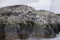 'We feel more prepared': Farne Islands face another season battling avian flu
