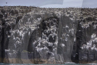 'We feel more prepared': Farne Islands face another season battling avian flu