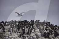 'We feel more prepared': Farne Islands face another season battling avian flu