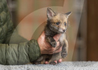 FEATURE - Eine Tierklinik in Wiltshire zieht ein verwaistes Fuchsjunges auf
