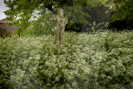 No Mow May Thaxted Churchyard in North Essex, UK.No Mow May Thaxted Churchyard in North Essex, UK.