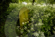 No Mow May Thaxted Churchyard in North Essex, UK.No Mow May Thaxted Churchyard in North Essex, UK.