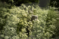 No Mow May Thaxted Churchyard in North Essex, UK.No Mow May Thaxted Churchyard in North Essex, UK.