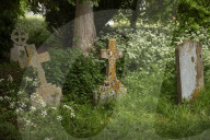 No Mow May Thaxted Churchyard in North Essex, UK.No Mow May Thaxted Churchyard in North Essex, UK.