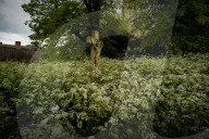 No Mow May Thaxted Churchyard in North Essex, UK.No Mow May Thaxted Churchyard in North Essex, UK.