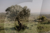 A precious resource: how Israel uses water to control the West Bank