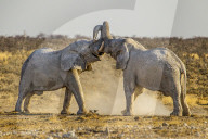 African Elephants | Loxodonta Africana | 
