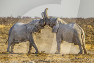 African Elephants | Loxodonta Africana | 