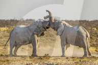 African Elephants | Loxodonta Africana | 