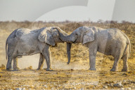 African Elephants | Loxodonta Africana | 