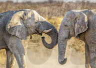 African Elephants | Loxodonta Africana | 