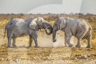African Elephants | Loxodonta Africana | 