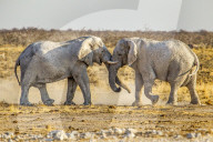 African Elephants | Loxodonta Africana | 