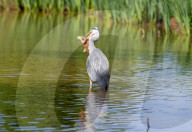 FEATURE - Graureiher durchbohrt den Kopf eines Karpfenfisches mit seinem Schnabel