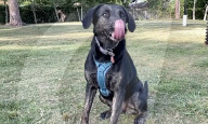 Pet dog with the longest canine tongue.                 