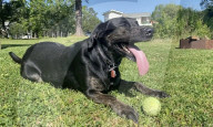 Pet dog with the longest canine tongue.                 