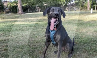 Pet dog with the longest canine tongue.                 