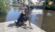 Pet dog with the longest canine tongue.                 