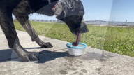 Pet dog with the longest canine tongue.                 