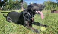 Pet dog with the longest canine tongue.                 