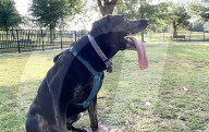 Pet dog with the longest canine tongue.                 