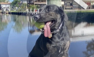 Pet dog with the longest canine tongue.                 