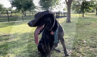 Pet dog with the longest canine tongue.                 