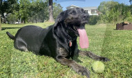 Pet dog with the longest canine tongue.                 