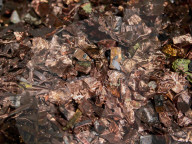 'I spot brand new TVs, here to be shredded': the truth about our electronic waste