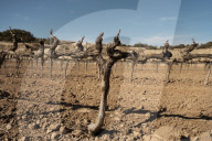 Catalonia's farmers face threat of drought ... and a plague of hungry rabbits